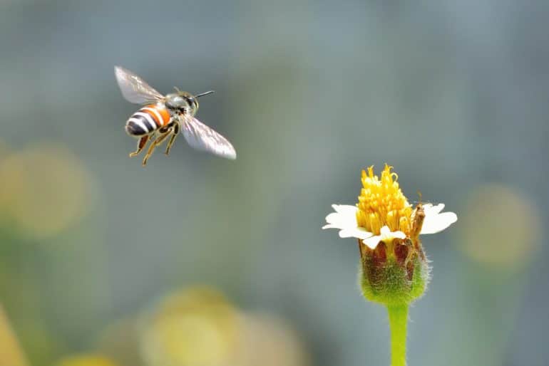 Bee flying to the flower
