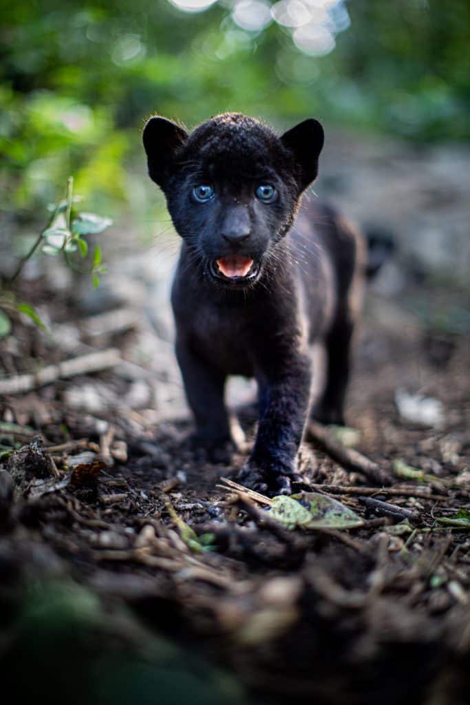 ella-schwarze-jaguar