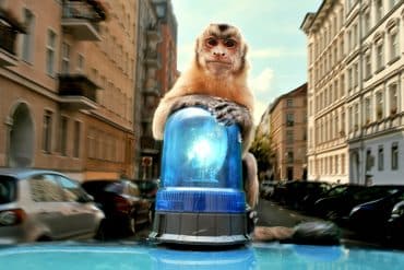 akiko-der-fliegende-affe