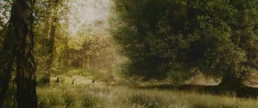 wunderweltenbaum