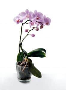 orchideenbaum